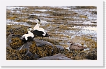 haahakat eiders 9872 * 1484 x 900 * (330KB)